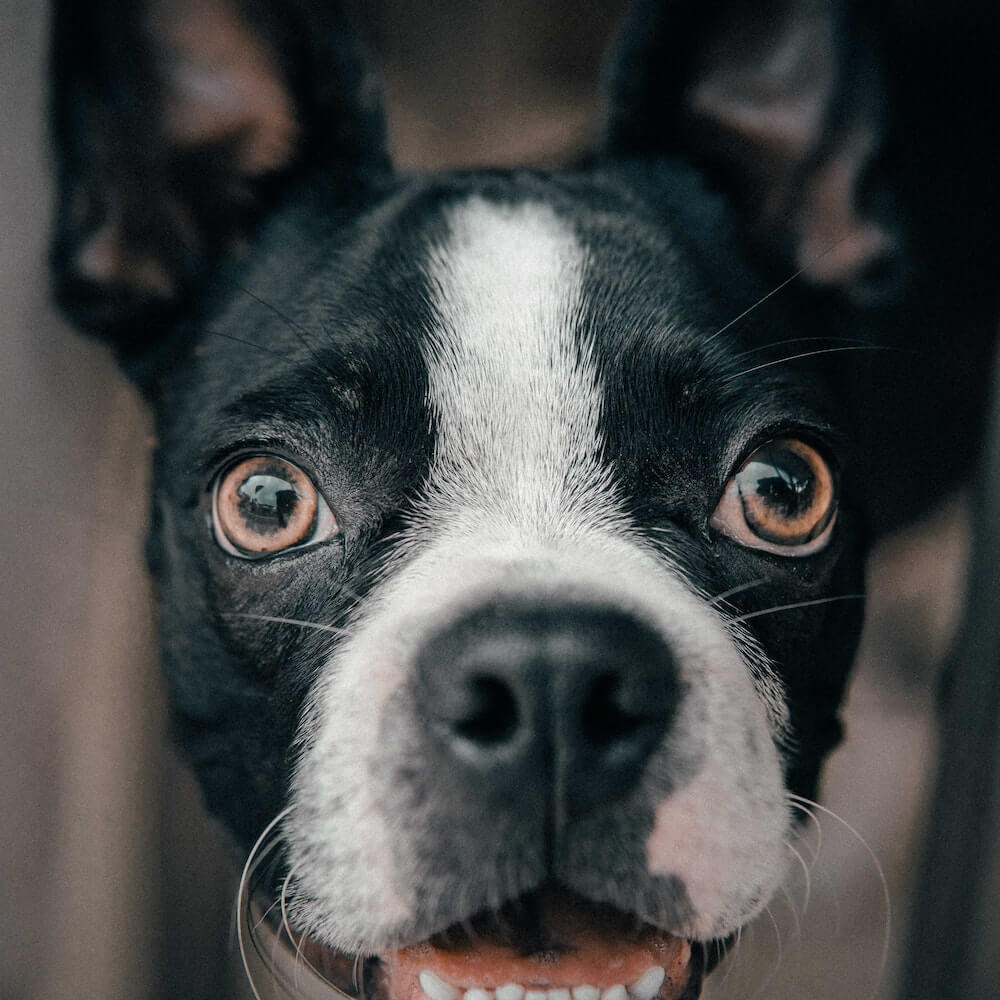 image-overlay-slide-2